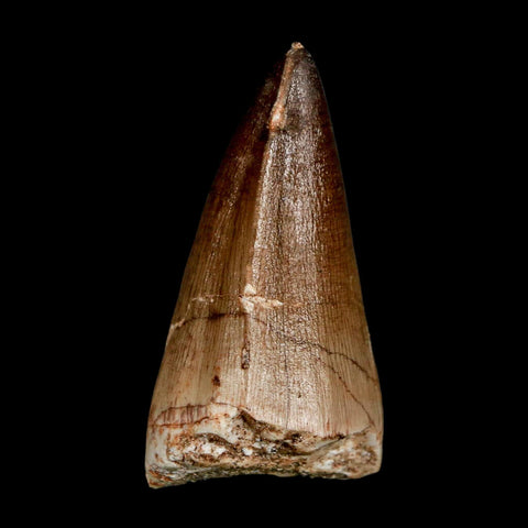 XL 2.3" Mosasaur Prognathodon Fossil Tooth Cretaceous Dinosaur Era COA & Stand