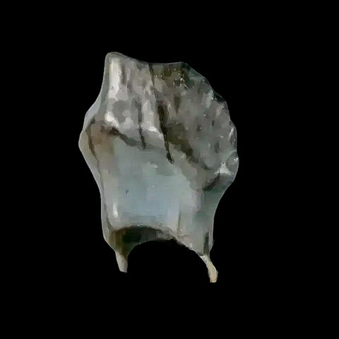 0.3" Ankylosaurus Fossil Tooth Judith River FM Cretaceous Dinosaur MT COA & Display - Fossil Age Minerals