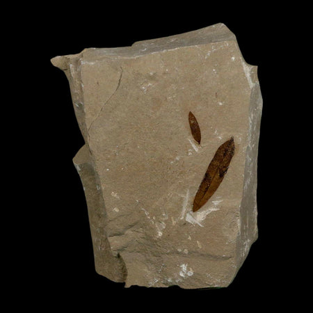 2 Two Detailed Mimosite Coloradensis Fossil Plant Leaf Eocene Age Green River Utah