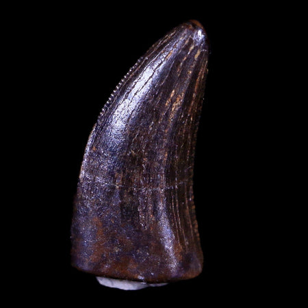 0.5" Nanotyrannus Tyrannosaurus Fossil Tooth Dinosaur Hell Creek MT COA Display