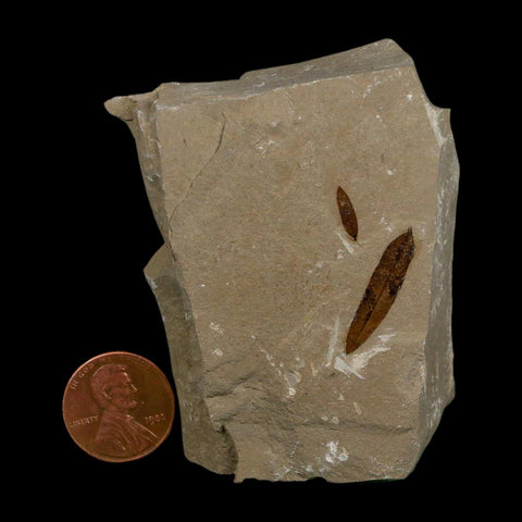 2 Two Detailed Mimosite Coloradensis Fossil Plant Leaf Eocene Age Green River Utah - Fossil Age Minerals