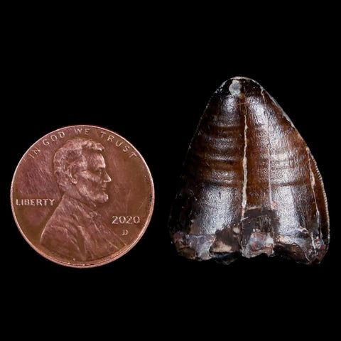 XL 1" Phytosaur Fossil Tooth Triassic Age Archosaur Redonda FM New Mexico COA - Fossil Age Minerals