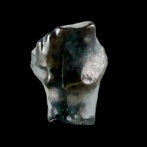 0.3" Ankylosaurus Fossil Tooth Judith River FM Cretaceous Dinosaur MT COA & Display - Fossil Age Minerals
