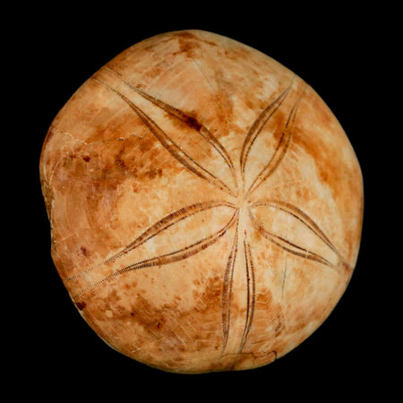 72MM Pygurus Marmonti Sea Urchin Fossil Sand Dollar Jurassic Age Madagascar