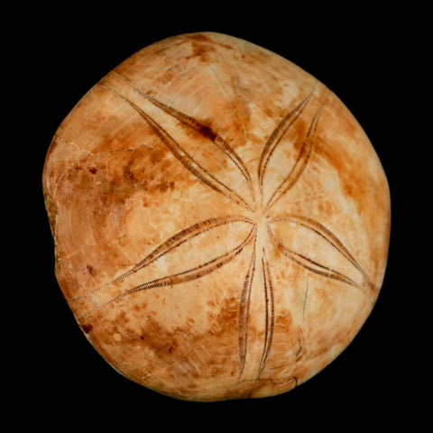 72MM Pygurus Marmonti Sea Urchin Fossil Sand Dollar Jurassic Age Madagascar - Fossil Age Minerals