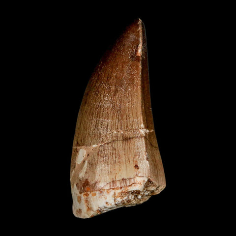 XL 2.3" Mosasaur Prognathodon Fossil Tooth Cretaceous Dinosaur Era COA & Stand