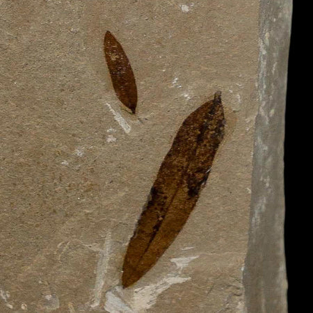 2 Two Detailed Mimosite Coloradensis Fossil Plant Leaf Eocene Age Green River Utah