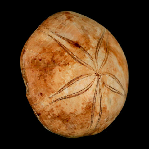 72MM Pygurus Marmonti Sea Urchin Fossil Sand Dollar Jurassic Age Madagascar - Fossil Age Minerals