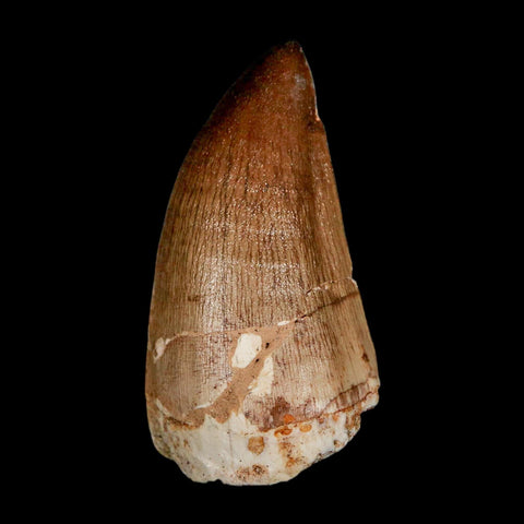 XL 2.3" Mosasaur Prognathodon Fossil Tooth Cretaceous Dinosaur Era COA & Stand