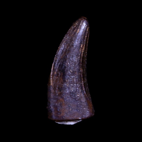 0.5" Nanotyrannus Tyrannosaurus Fossil Tooth Dinosaur Hell Creek MT COA Display - Fossil Age Minerals