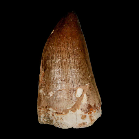 XL 2.3" Mosasaur Prognathodon Fossil Tooth Cretaceous Dinosaur Era COA & Stand