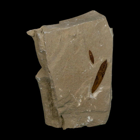 2 Two Detailed Mimosite Coloradensis Fossil Plant Leaf Eocene Age Green River Utah - Fossil Age Minerals