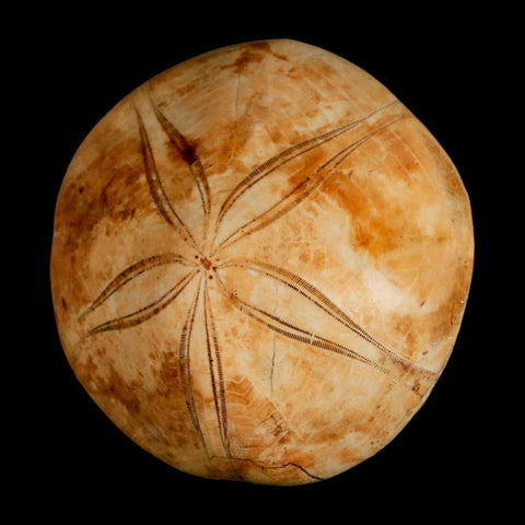 72MM Pygurus Marmonti Sea Urchin Fossil Sand Dollar Jurassic Age Madagascar - Fossil Age Minerals