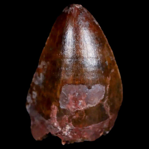 XL 1" Phytosaur Fossil Tooth Triassic Age Archosaur Redonda FM New Mexico COA - Fossil Age Minerals