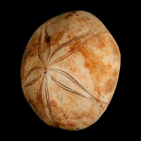 72MM Pygurus Marmonti Sea Urchin Fossil Sand Dollar Jurassic Age Madagascar - Fossil Age Minerals