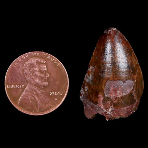 XL 1" Phytosaur Fossil Tooth Triassic Age Archosaur Redonda FM New Mexico COA - Fossil Age Minerals