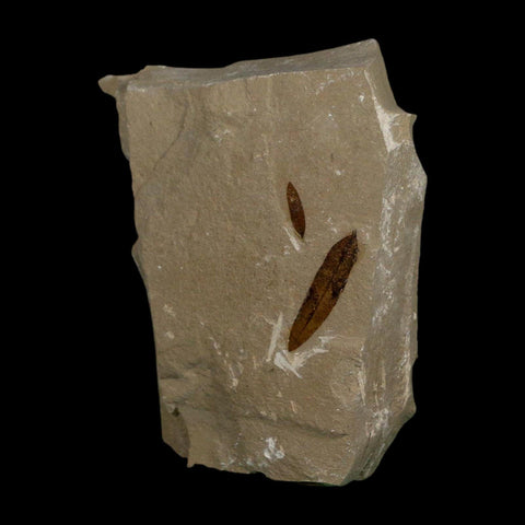 2 Two Detailed Mimosite Coloradensis Fossil Plant Leaf Eocene Age Green River Utah - Fossil Age Minerals