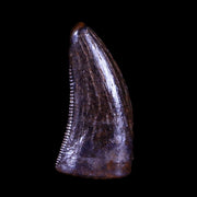0.5" Nanotyrannus Tyrannosaurus Fossil Tooth Dinosaur Hell Creek MT COA Display