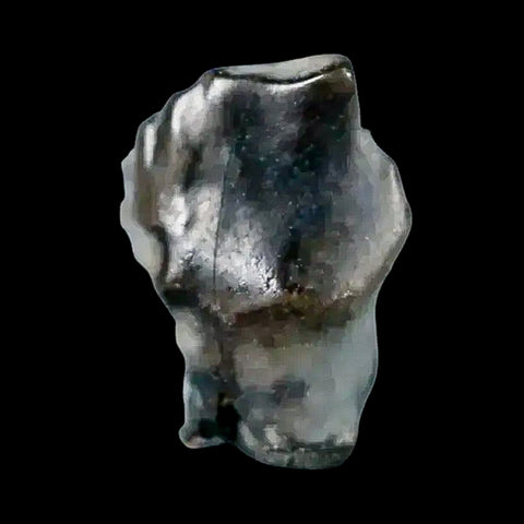 0.3" Ankylosaurus Fossil Tooth Judith River FM Cretaceous Dinosaur MT COA & Display - Fossil Age Minerals