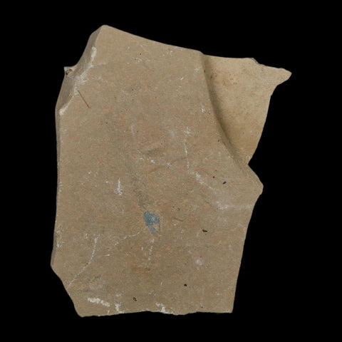 2 Two Detailed Mimosite Coloradensis Fossil Plant Leaf Eocene Age Green River Utah - Fossil Age Minerals