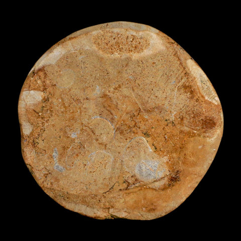 72MM Pygurus Marmonti Sea Urchin Fossil Sand Dollar Jurassic Age Madagascar - Fossil Age Minerals