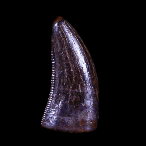 0.5" Nanotyrannus Tyrannosaurus Fossil Tooth Dinosaur Hell Creek MT COA Display - Fossil Age Minerals