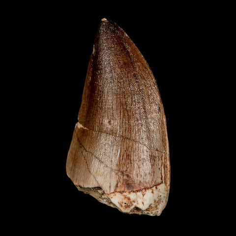 XL 2.3" Mosasaur Prognathodon Fossil Tooth Cretaceous Dinosaur Era COA & Stand