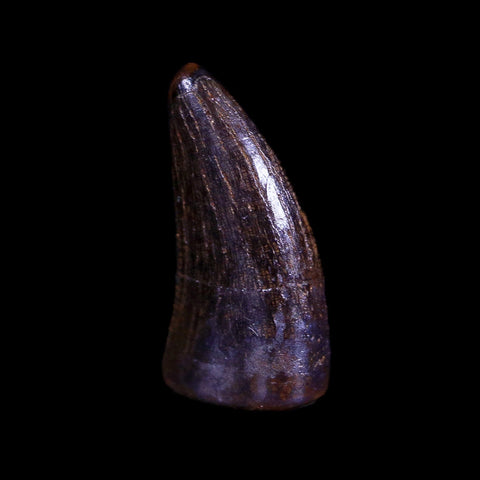 0.5" Nanotyrannus Tyrannosaurus Fossil Tooth Dinosaur Hell Creek MT COA Display - Fossil Age Minerals