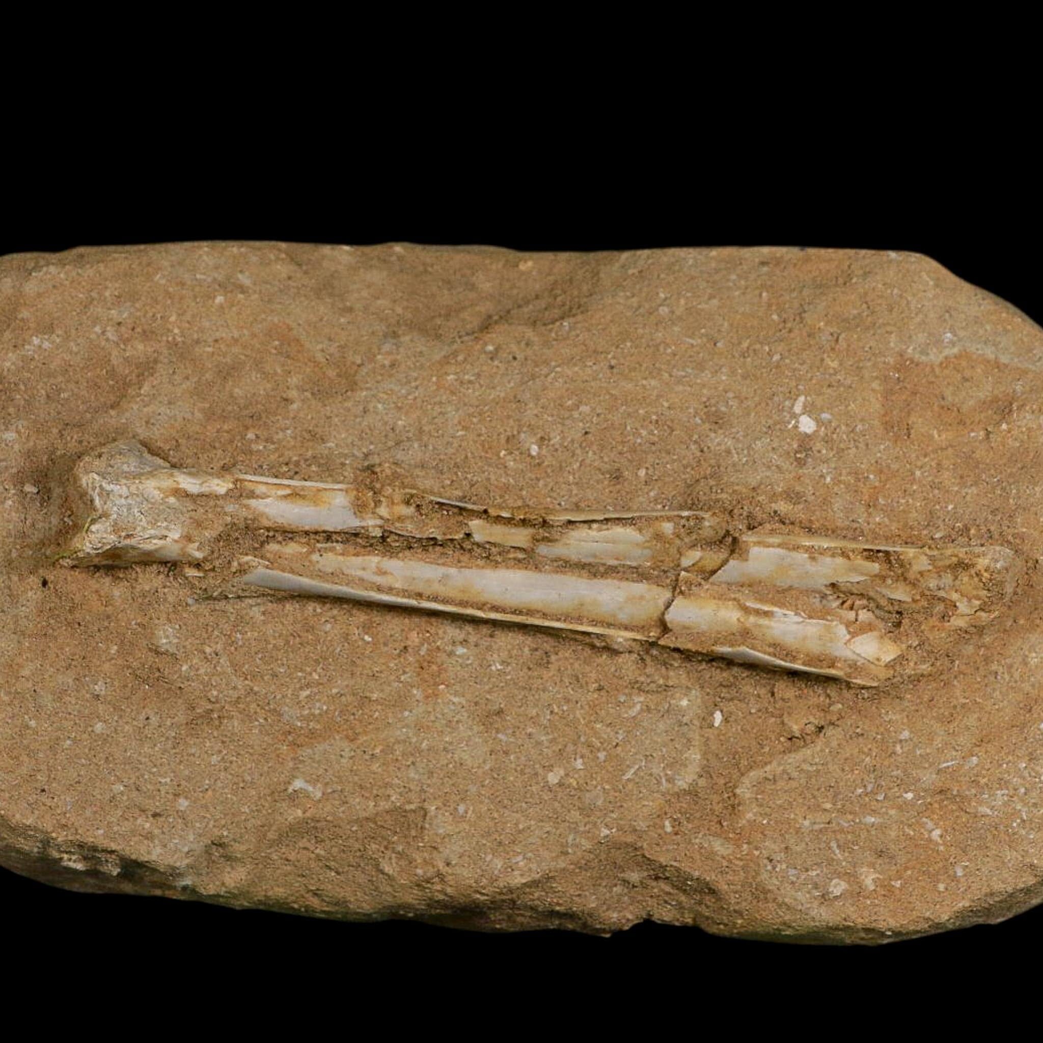 4.5" Pterosaur Tethydraco Regalis Fossil Bones Upper Cretaceous Morocco Stand COA