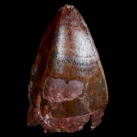 XL 1" Phytosaur Fossil Tooth Triassic Age Archosaur Redonda FM New Mexico COA - Fossil Age Minerals