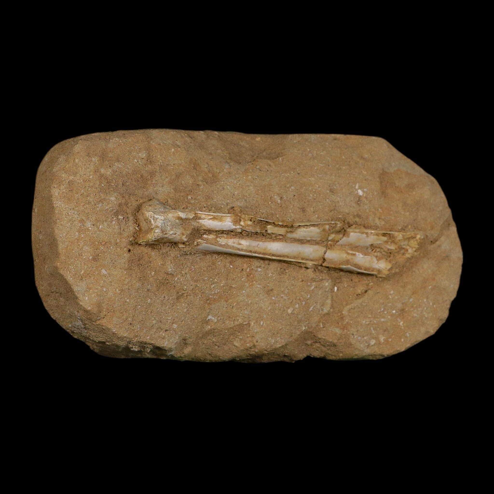 4.5" Pterosaur Tethydraco Regalis Fossil Bones Upper Cretaceous Morocco Stand COA