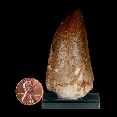 XL 2.3" Mosasaur Prognathodon Fossil Tooth Cretaceous Dinosaur Era COA & Stand