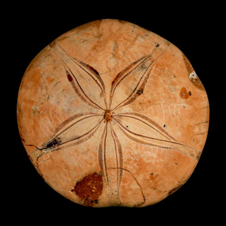75MM Pygurus Marmonti Sea Urchin Fossil Sand Dollar Jurassic Age Madagascar