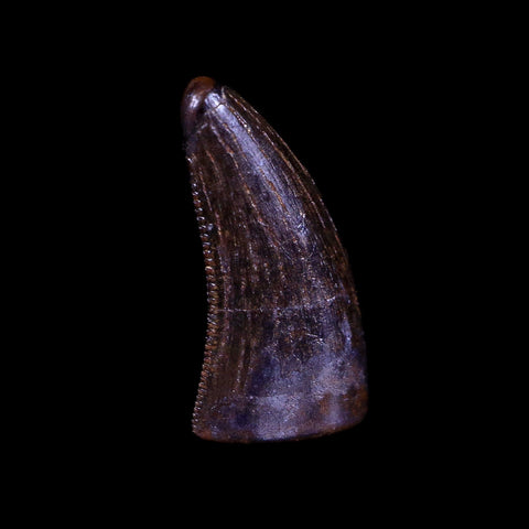 0.5" Nanotyrannus Tyrannosaurus Fossil Tooth Dinosaur Hell Creek MT COA Display - Fossil Age Minerals