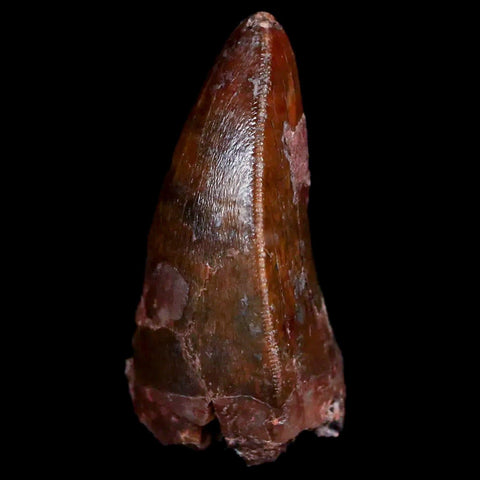 XL 1" Phytosaur Fossil Tooth Triassic Age Archosaur Redonda FM New Mexico COA - Fossil Age Minerals