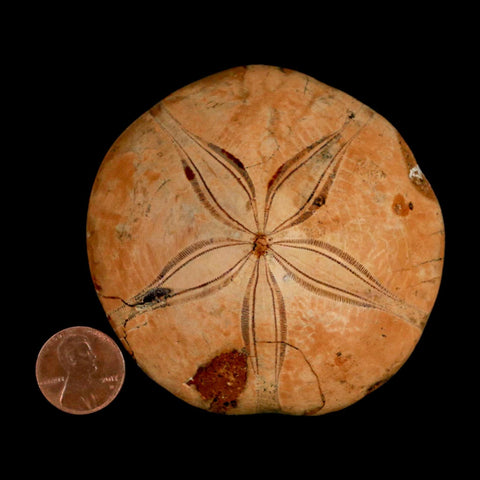 75MM Pygurus Marmonti Sea Urchin Fossil Sand Dollar Jurassic Age Madagascar - Fossil Age Minerals