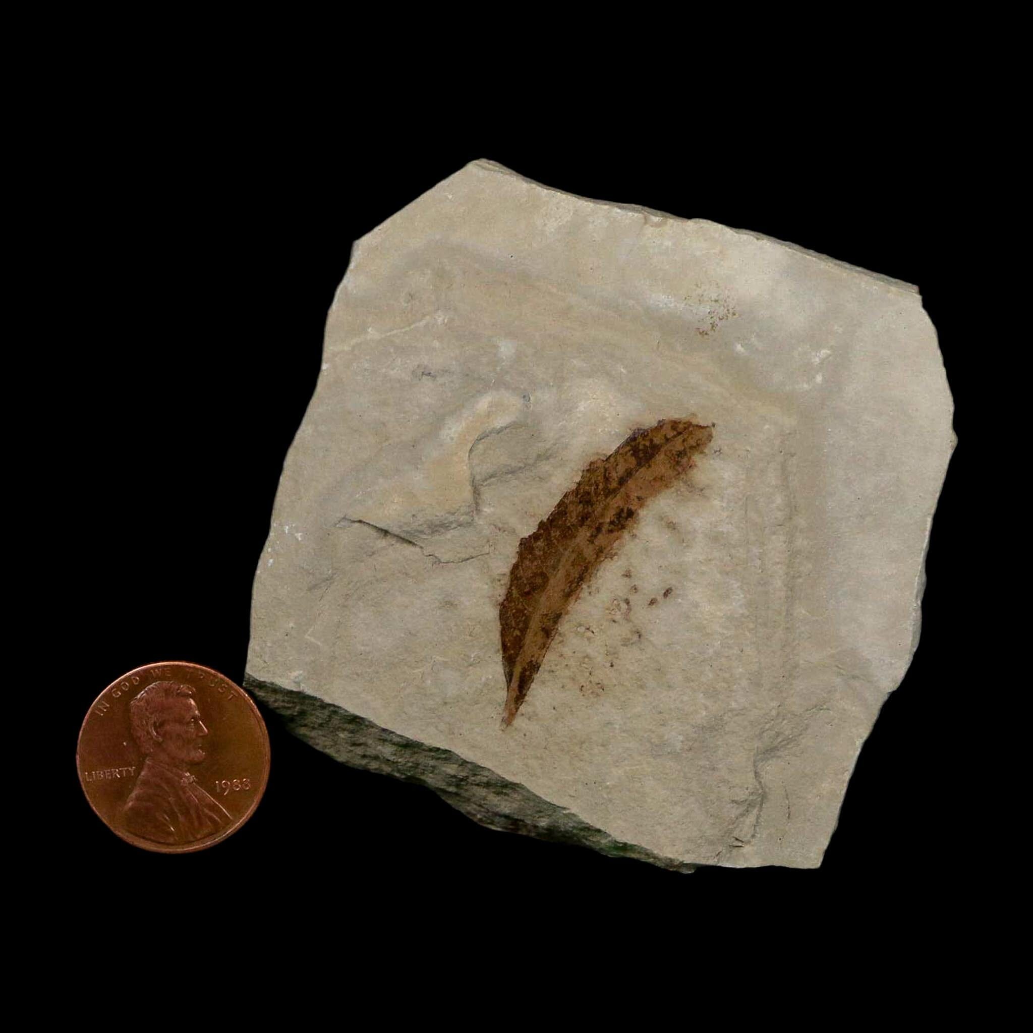 1.3" Detailed Rhus Nigricans Sumac Fossil Plant Leaf Eocene Age Green River UT - Fossil Age Minerals