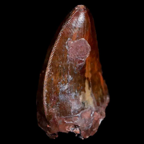 XL 1" Phytosaur Fossil Tooth Triassic Age Archosaur Redonda FM New Mexico COA - Fossil Age Minerals