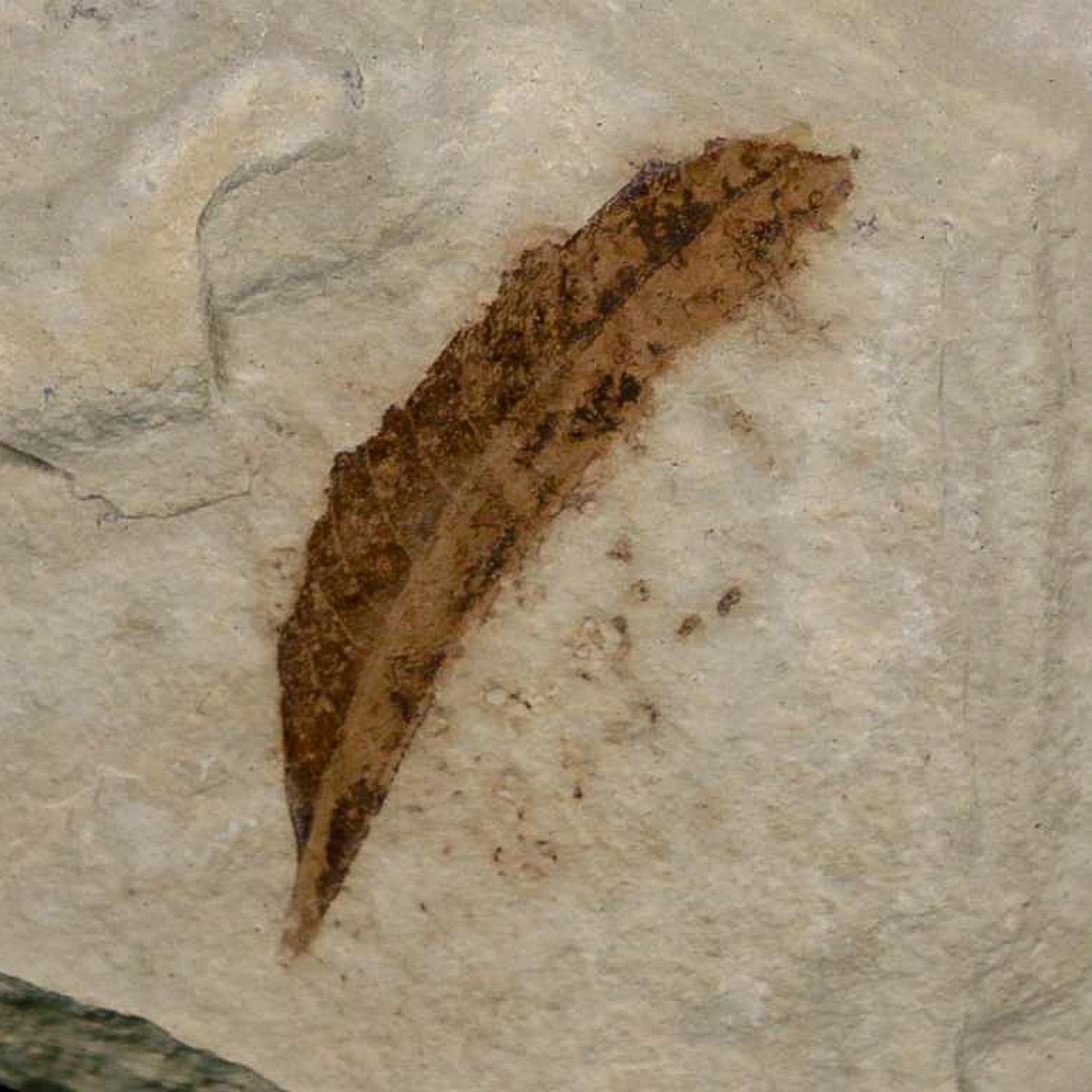 1.3" Detailed Rhus Nigricans Sumac Fossil Plant Leaf Eocene Age Green River UT - Fossil Age Minerals