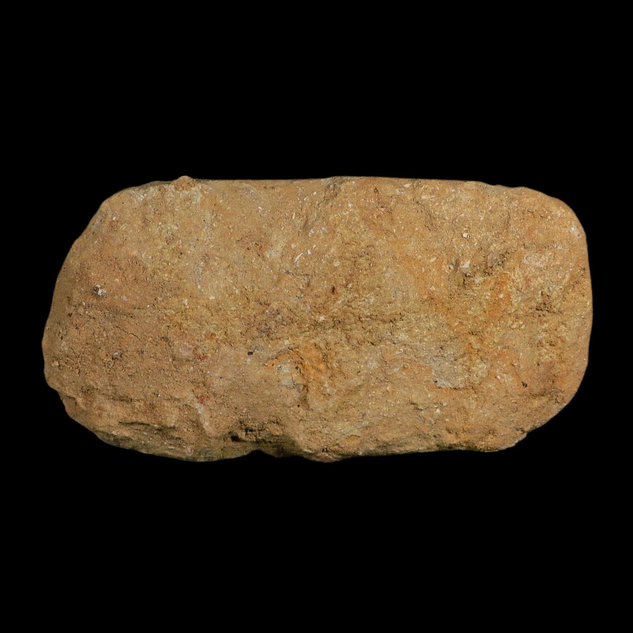 4.5" Pterosaur Tethydraco Regalis Fossil Bones Upper Cretaceous Morocco Stand COA