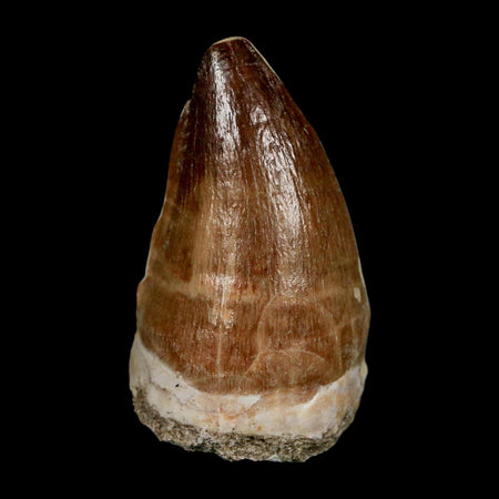 XL 2.1" Mosasaur Prognathodon Fossil Tooth Cretaceous Dinosaur Era COA & Stand