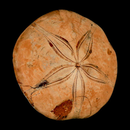 75MM Pygurus Marmonti Sea Urchin Fossil Sand Dollar Jurassic Age Madagascar
