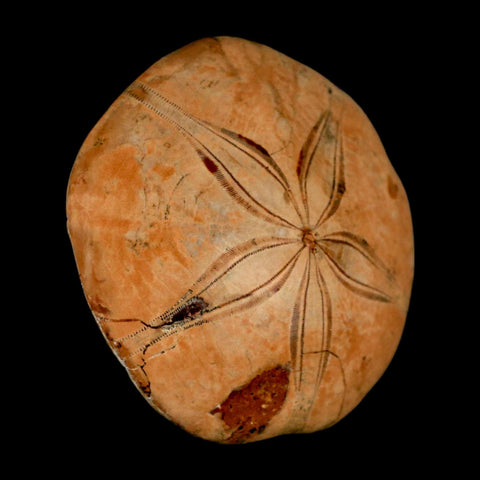75MM Pygurus Marmonti Sea Urchin Fossil Sand Dollar Jurassic Age Madagascar - Fossil Age Minerals