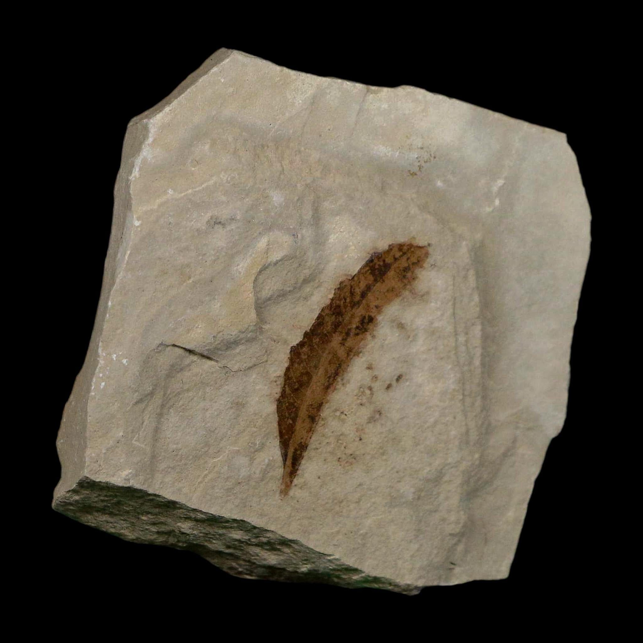 1.3" Detailed Rhus Nigricans Sumac Fossil Plant Leaf Eocene Age Green River UT - Fossil Age Minerals