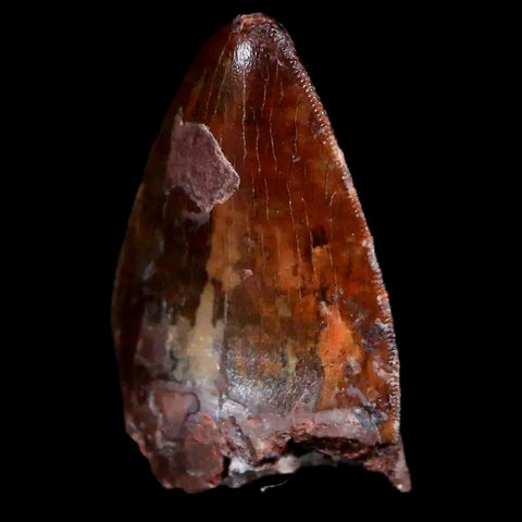 XL 1" Phytosaur Fossil Tooth Triassic Age Archosaur Redonda FM New Mexico COA - Fossil Age Minerals
