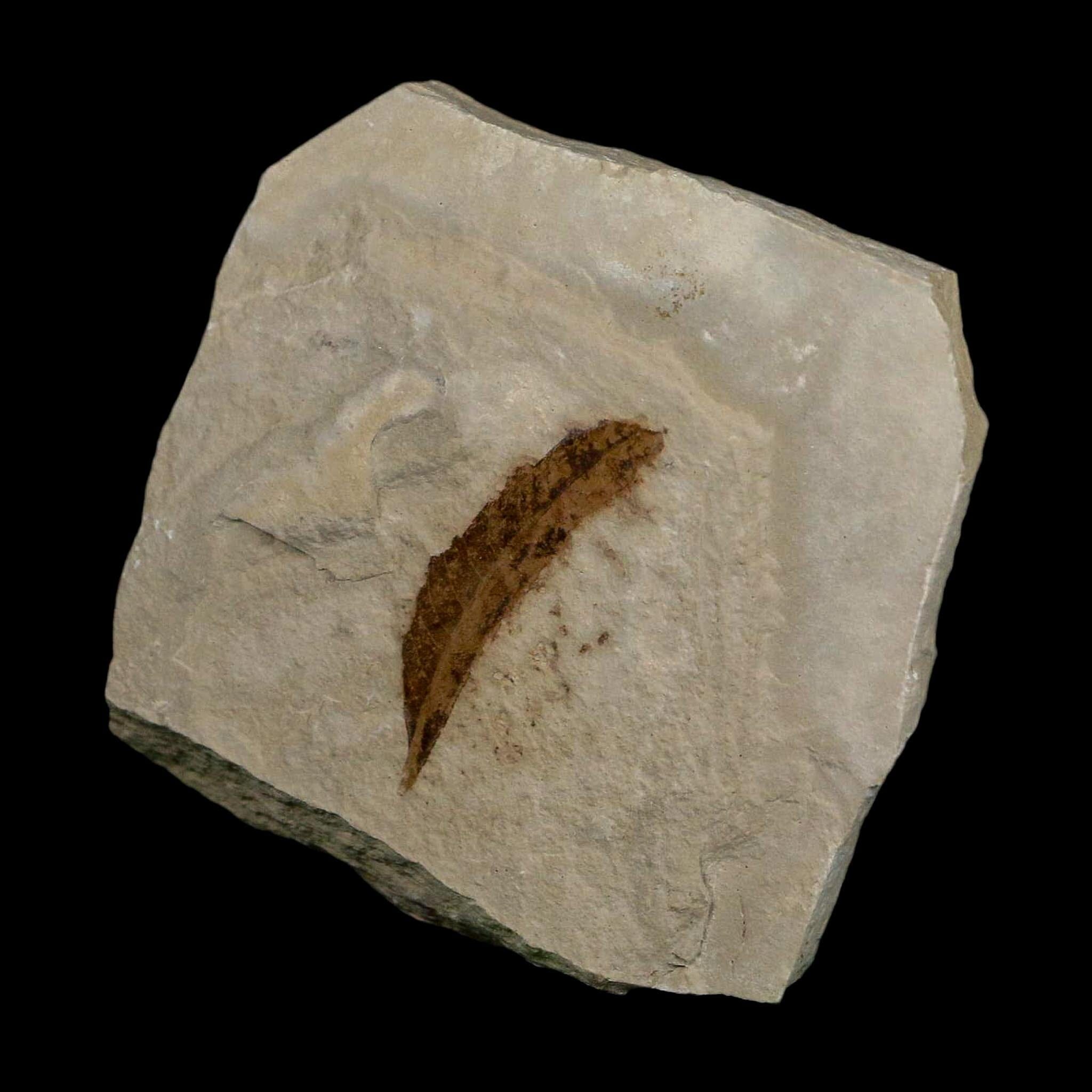 1.3" Detailed Rhus Nigricans Sumac Fossil Plant Leaf Eocene Age Green River UT - Fossil Age Minerals
