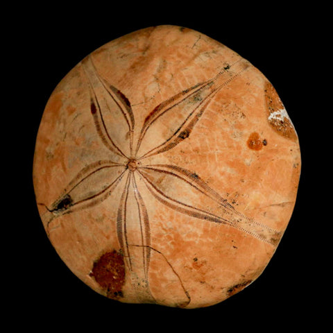 75MM Pygurus Marmonti Sea Urchin Fossil Sand Dollar Jurassic Age Madagascar - Fossil Age Minerals