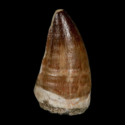 XL 2.1" Mosasaur Prognathodon Fossil Tooth Cretaceous Dinosaur Era COA & Stand