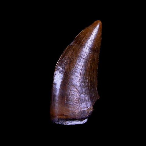 0.5" Tyrannosaur Serrated Fossil Tooth Cretaceous Dinosaur Judith River FM MT COA - Fossil Age Minerals