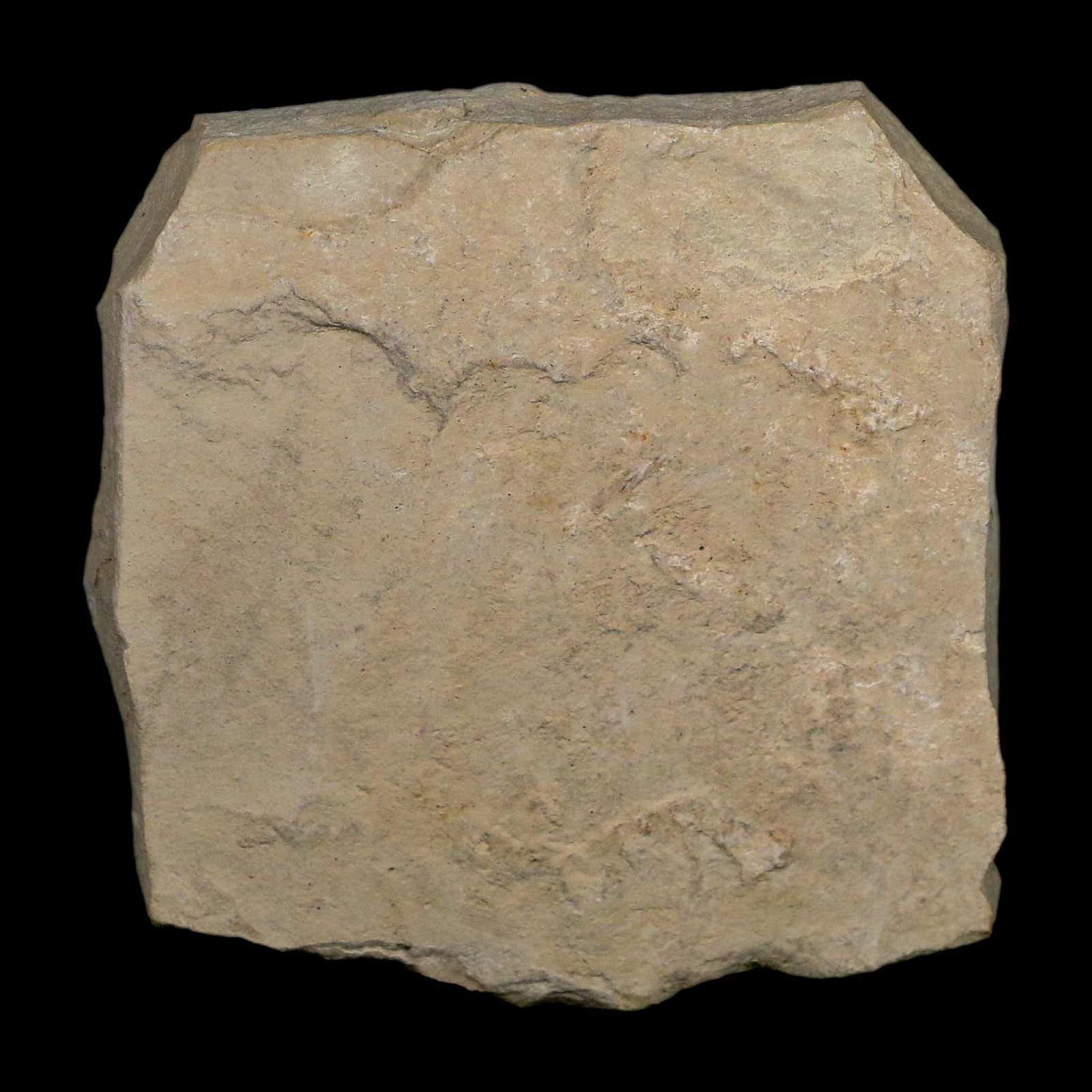 1.3" Detailed Rhus Nigricans Sumac Fossil Plant Leaf Eocene Age Green River UT - Fossil Age Minerals